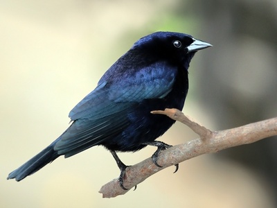 Shiny Cowbird