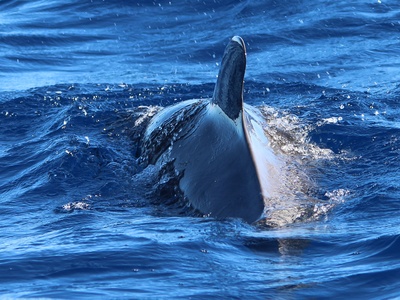 Short-finned pilot whale