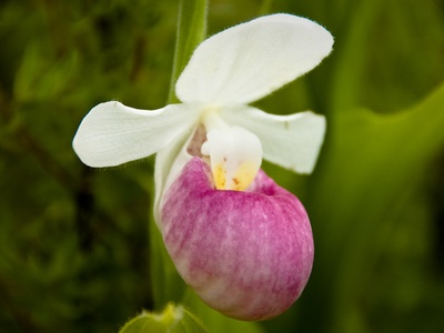 Showy lady's-slipper