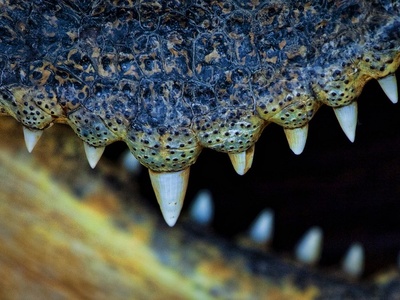 Siamese crocodile