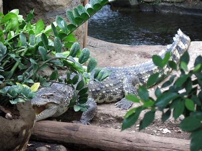 Siamese crocodile