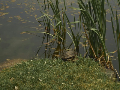 Sicilian pond turtle (Sicilian pond turtle)