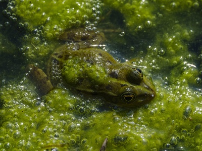 Sicilian Pool Frog
