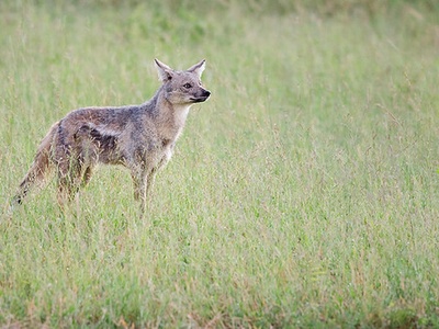 Side-striped jackal