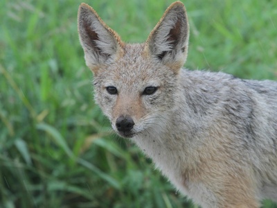 Side-striped Jackal