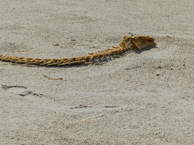 Sidewinder rattlesnake