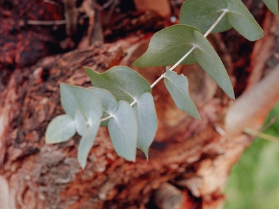 Silver-leaved Eucalyptus