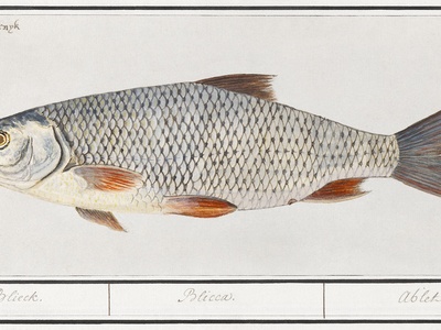 Silver bream