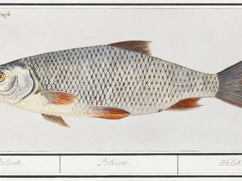 Fish of Switzerland: The Complete List - Flora Fauna Fun