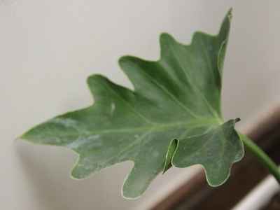 Silver cluster-leaf