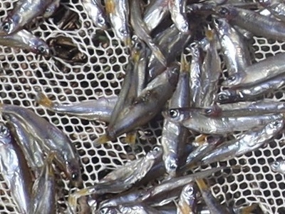 Silver cyprinid (Dagaa)