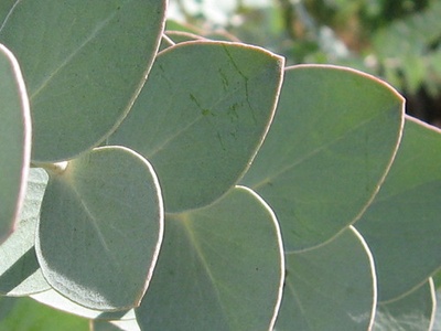 Silver Dollar Eucalyptus