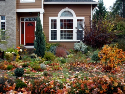 Silver Mound Artemisia