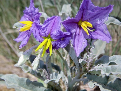 Silverleaf nightshade