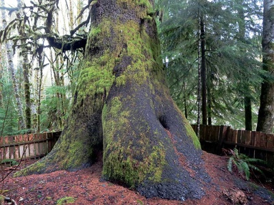 Sitka spruce