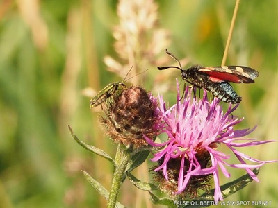 Six-spot burnet