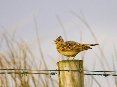 Skylark