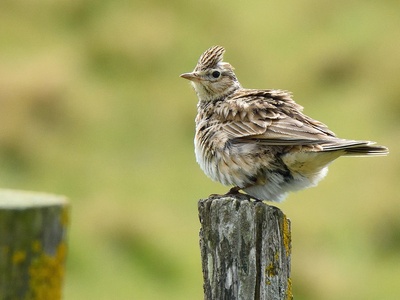 Skylark