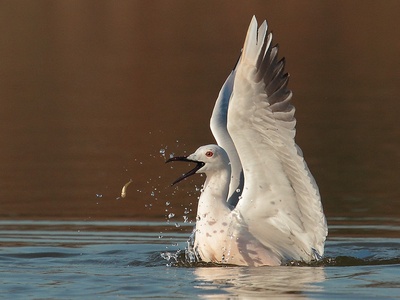 Slender-billed Gull