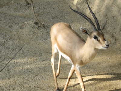 Slender-horned gazelle