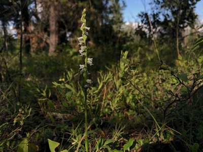 Slender ladies'-tresses