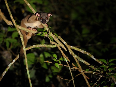Small-toothed palm civet