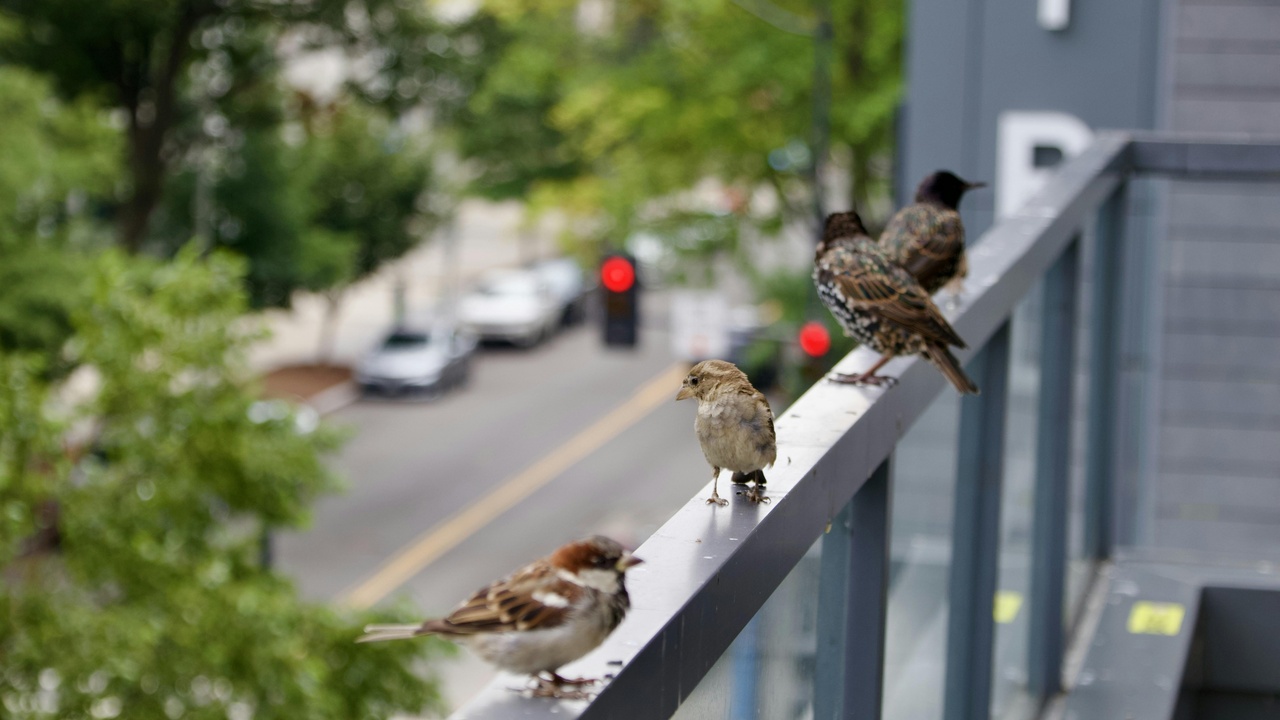 urban and small species providing ecosystem services