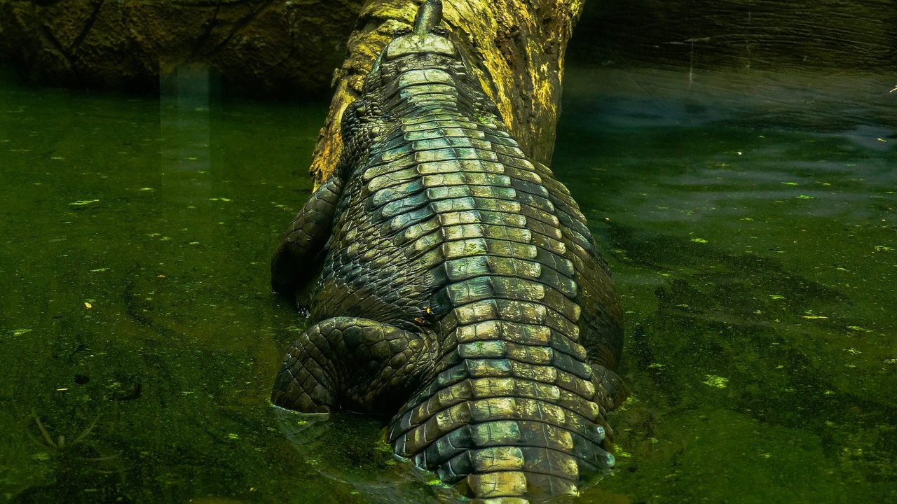 A Philippine crocodile basking near a freshwater stream, visayan warty pig tracks in a forest clearing, and a Philippine forest turtle beside a shaded stream