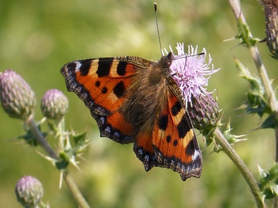 Small tortoiseshell