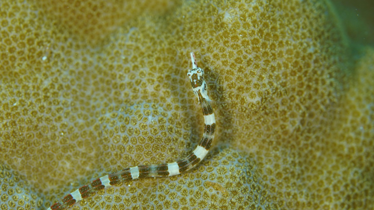 Close-up of a tiny pygmy seahorse clinging to a coral branch