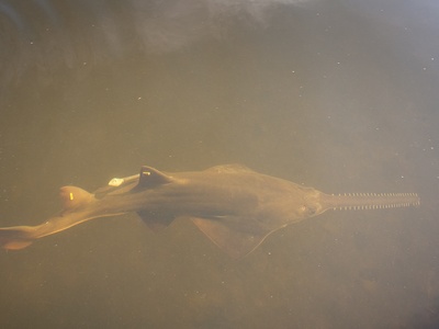 Smalltooth sawfish