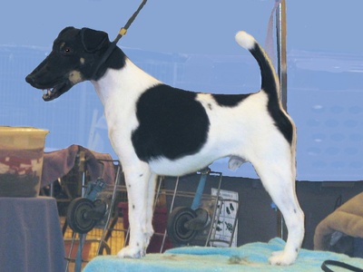 Smooth Fox Terrier