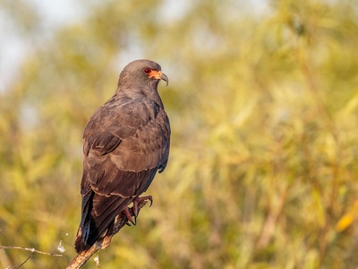Snail Kite