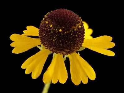 Sneezeweed