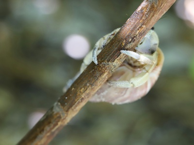 Snouted reed frog