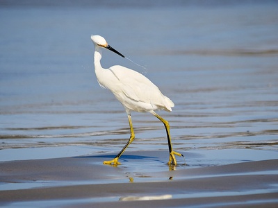 Snowy Egret