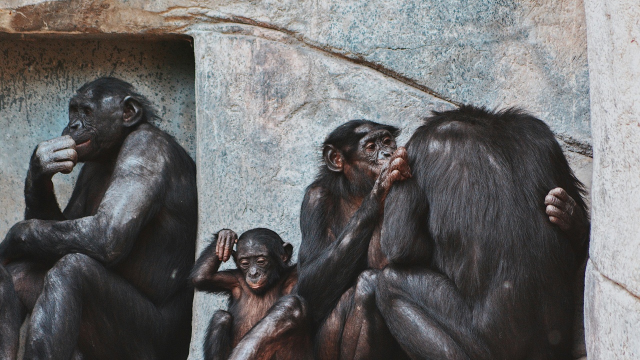 Chimpanzees grooming and bonobos in social groups
