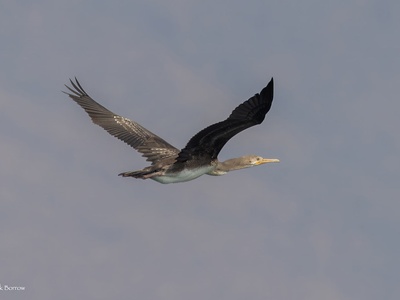 Socotra Cormorant