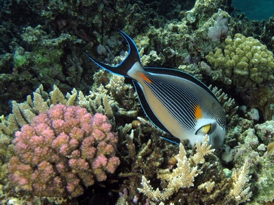 Sohal surgeonfish