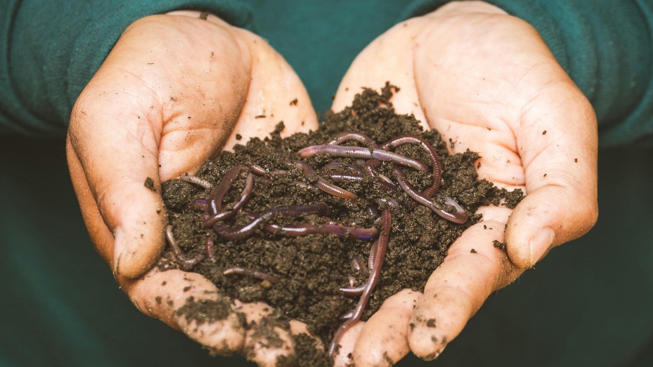 Hands holding crumbly composted soil with visible earthworms and fungal threads