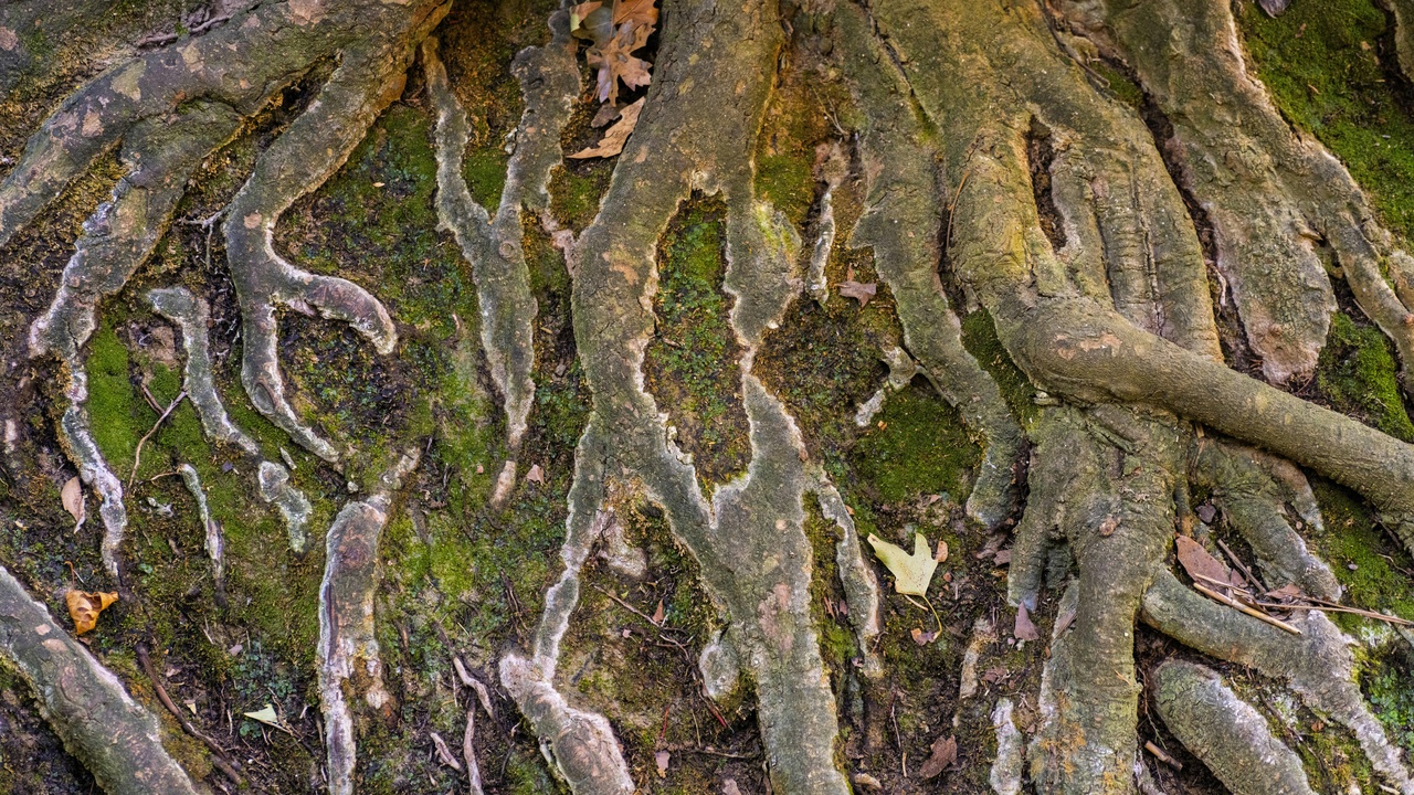 Mycorrhizal hyphae and crumbly rhizosphere soil indicating active microbial life