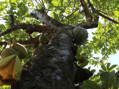 Soursop (Graviola)