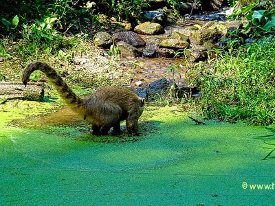 South American Coati