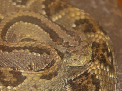 South American rattlesnake (tropical rattlesnake)