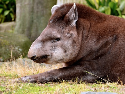 South American tapir