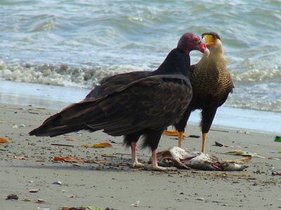 Southern Caracara