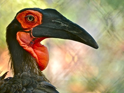 Southern ground-hornbill