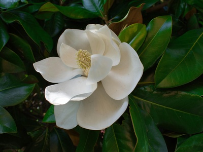 Southern Magnolia