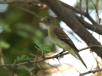 Southwestern willow flycatcher