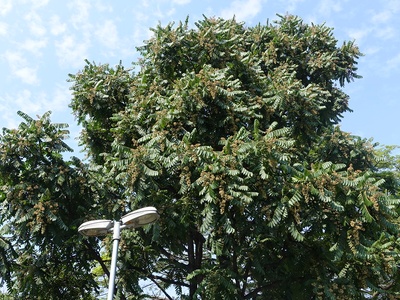 Spanish cedar